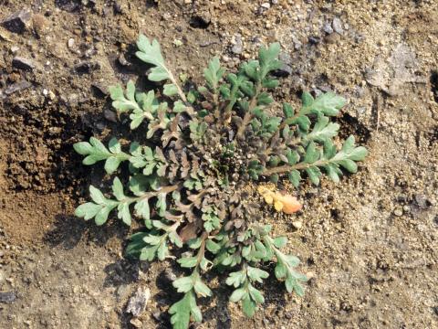 Lépidie densiflore (Lepidium densiflorum)_2