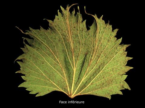 Vigne (raisin) - herbicides phytohormonaux (4)_4