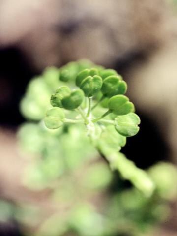 Lépidie densiflore (Lepidium densiflorum)_3