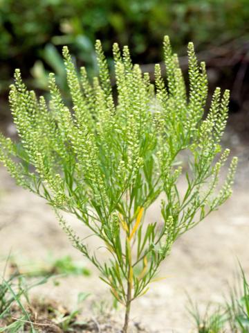 Lépidie densiflore (Lepidium densiflorum)_4