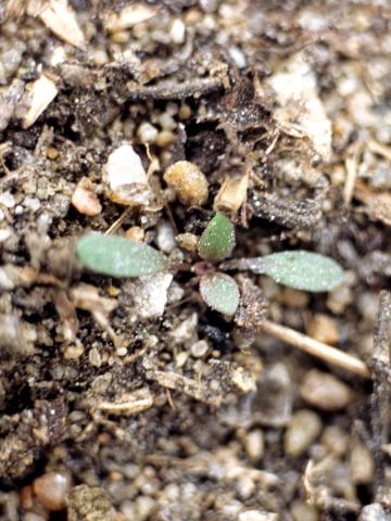 Lépidie densiflore (Lepidium densiflorum)_5