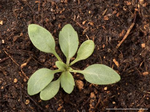 Lépidie densiflore (Lepidium densiflorum)_9