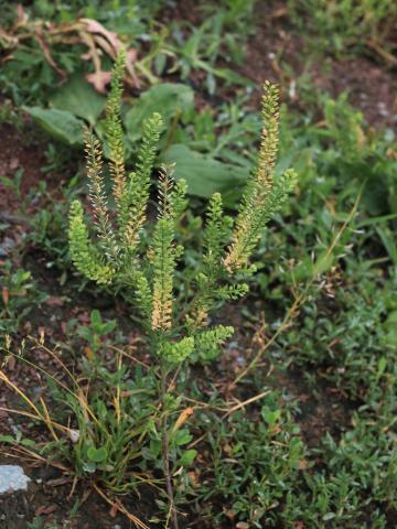 Lépidie densiflore (Lepidium densiflorum)_13