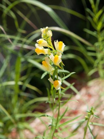 Linaire vulgaire (Linaria vulgaris)_6