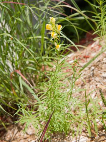 Linaire vulgaire (Linaria vulgaris)_8