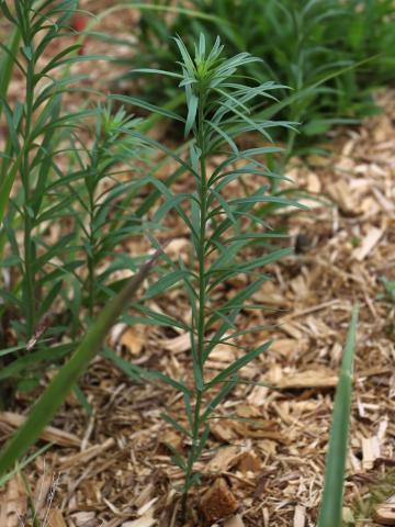 Linaire vulgaire (Linaria vulgaris)_14