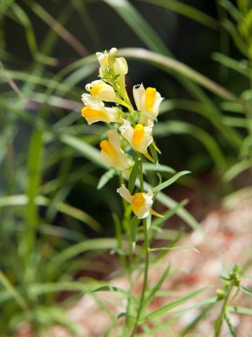 Linaire vulgaire (Linaria vulgaris)_16