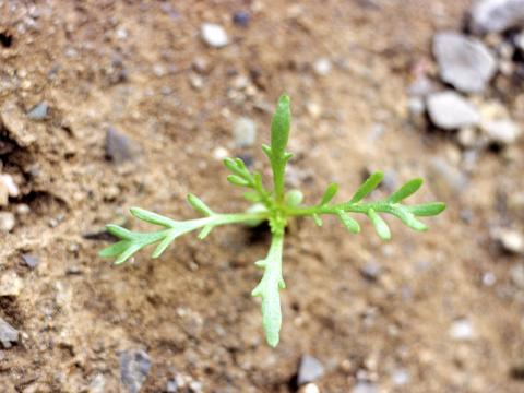 Matricaire odorante (Matricaria discoidea)_2