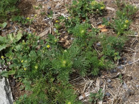 Matricaire odorante (Matricaria discoidea)_15