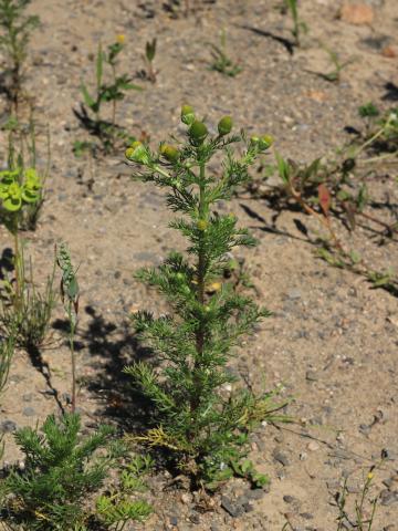 Matricaire odorante (Matricaria discoidea)_17