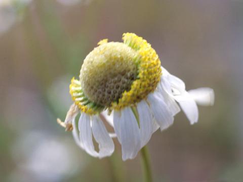 Matricaire inodore (Tripleurospermum inodorum)_3