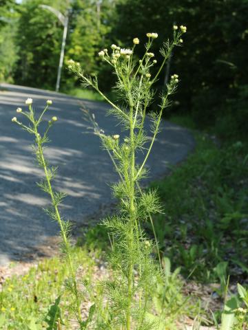 Matricaire inodore (Tripleurospermum inodorum)_12