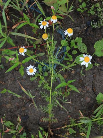 Matricaire inodore (Tripleurospermum inodorum)_14