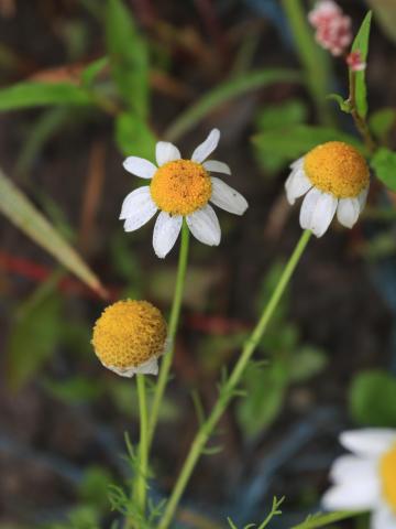 Matricaire inodore (Tripleurospermum inodorum)_16