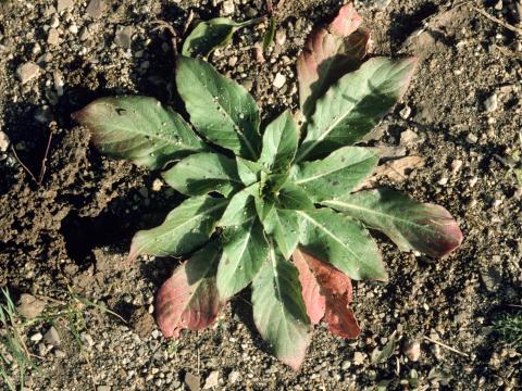 Onagre bisannuelle (Oenothera biennis)_3