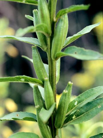 Onagre bisannuelle (Oenothera biennis)_6