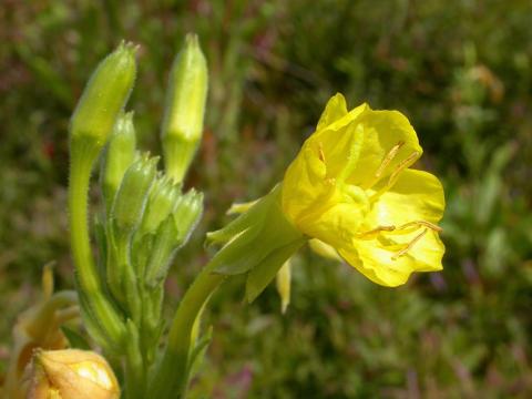 Onagre bisannuelle (Oenothera biennis)_10