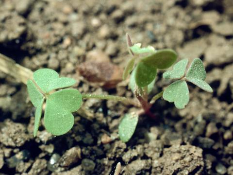 Oxalide Europe (Oxalis stricta)_2