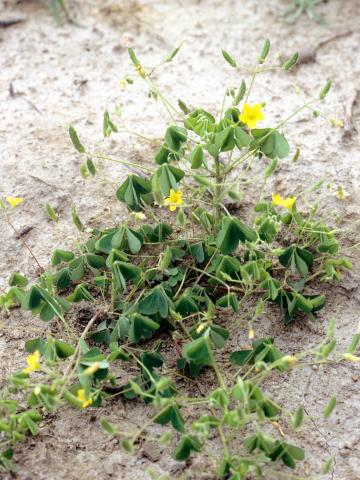 Oxalide Europe (Oxalis stricta)_4