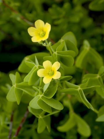 Oxalide Europe (Oxalis stricta)_9