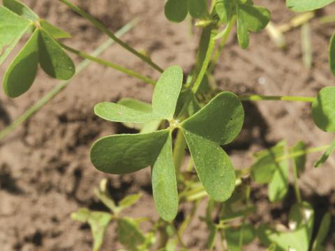 Oxalide Europe (Oxalis stricta)_10