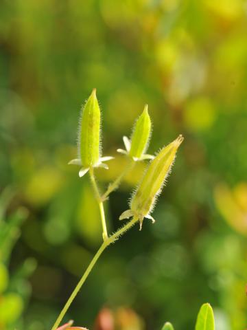 Oxalide Europe (Oxalis stricta)_17