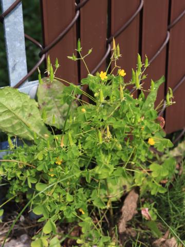 Oxalide Europe (Oxalis stricta)_23