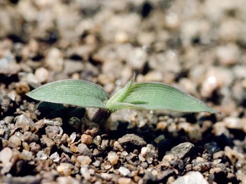 Panic capillaire (Panicum capillare)_3