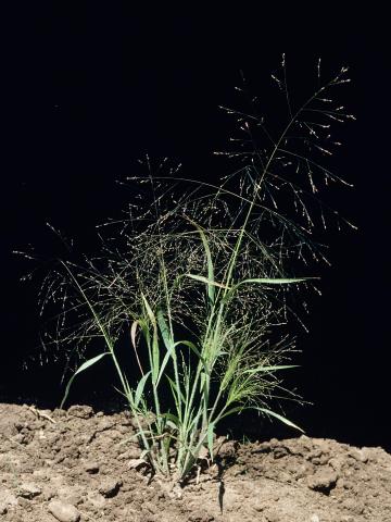 Panic capillaire (Panicum capillare)_6