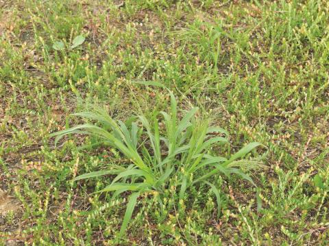 Panic capillaire (Panicum capillare)_8