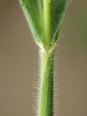 Panic capillaire (Panicum capillare)_9