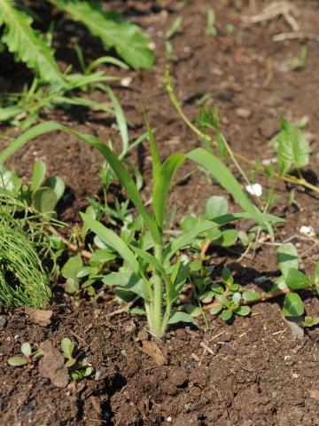 Panic capillaire (Panicum capillare)_14