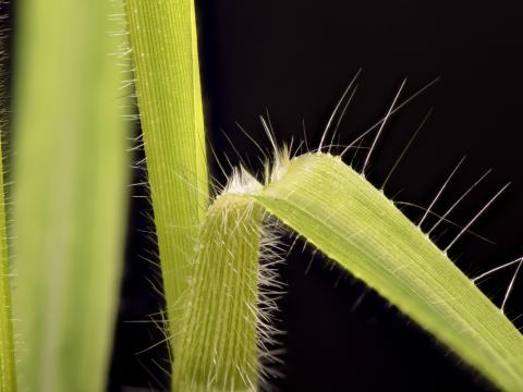 Panic capillaire (Panicum capillare)_16