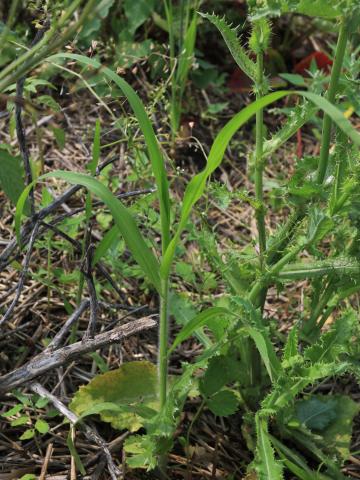 Panic capillaire (Panicum capillare)_17