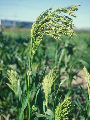 Panic millet (Panicum miliaceum)_7