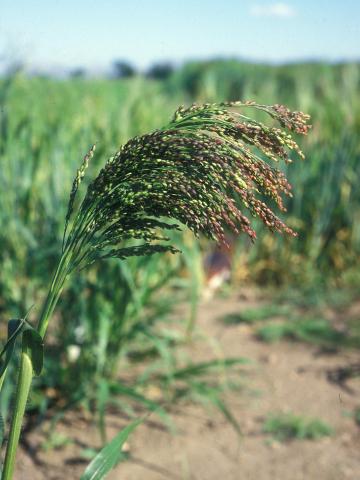 Panic millet (Panicum miliaceum)_8