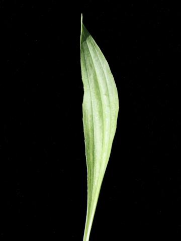 Plantain lancéolé (Plantago lanceolata)_4