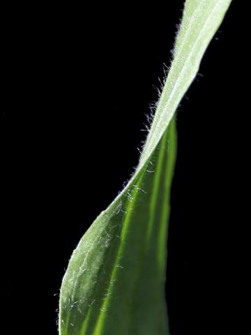 Plantain lancéolé (Plantago lanceolata)_6