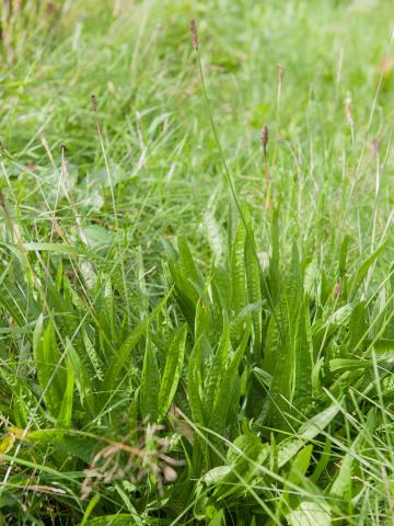 Plantain lancéolé (Plantago lanceolata)_10