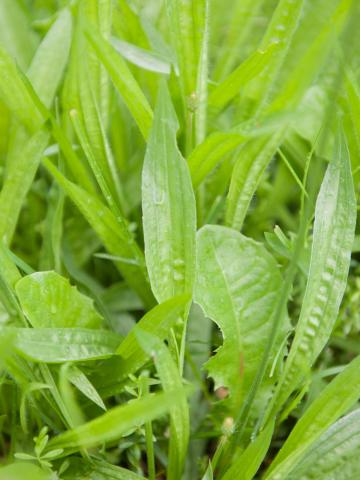 Plantain lancéolé (Plantago lanceolata)_12