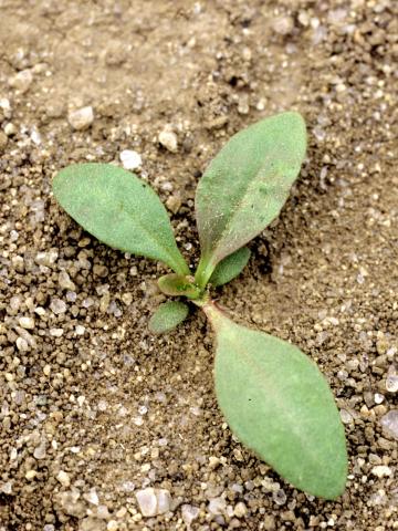 Plantain majeur (Plantago major)_1