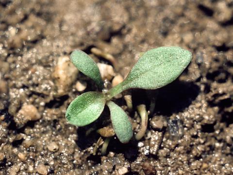 Plantain majeur (Plantago major)_2