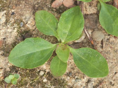 Plantain majeur (Plantago major)_11