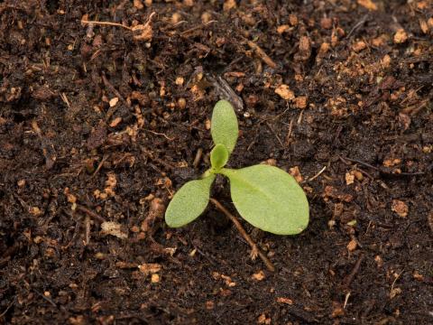 Plantain majeur (Plantago major)_15