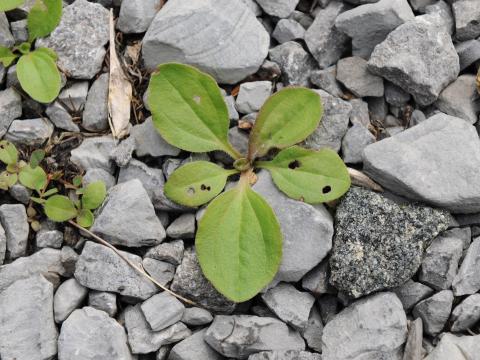 Plantain majeur (Plantago major)_17