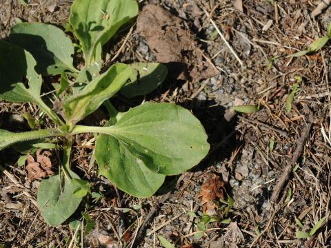 Plantain majeur (Plantago major)_18