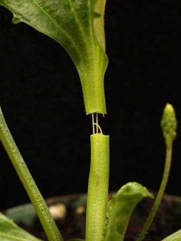 Plantain majeur (Plantago major)_19