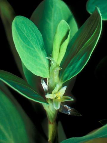 Renouée coriace (Polygonum achoreum)_3