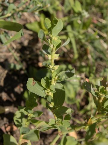 Renouée coriace (Polygonum achoreum)_9