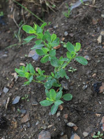 Renouée coriace (Polygonum achoreum)_17